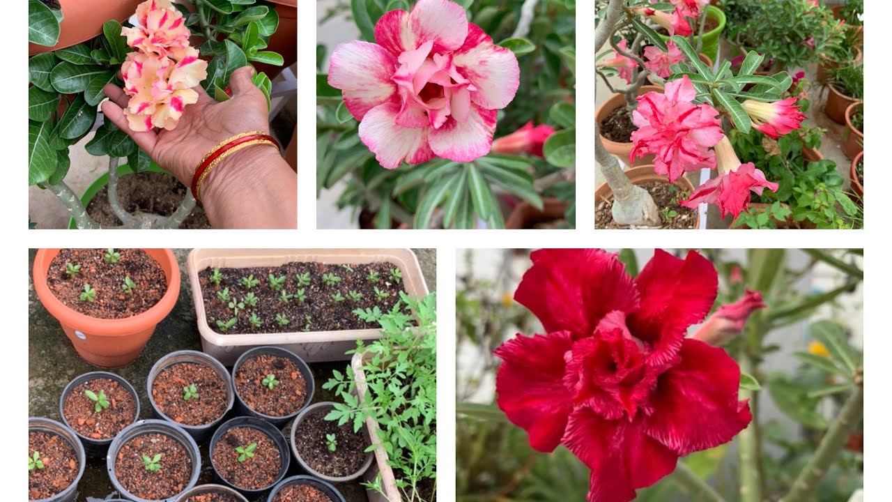 Adenium plant care/ tips 