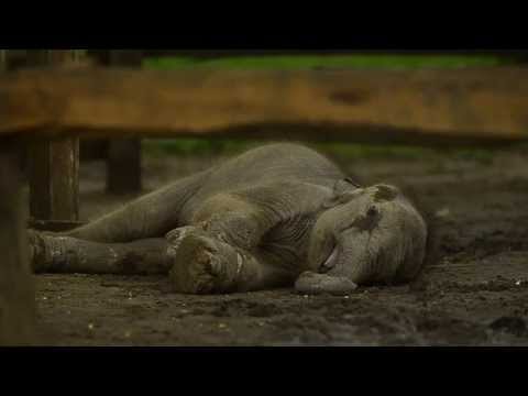 Critically Endangered Sumatran Elephants