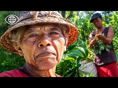 Video Madagascar : les secrets des plantes médicinales ?Documentaire Peuple?AMP