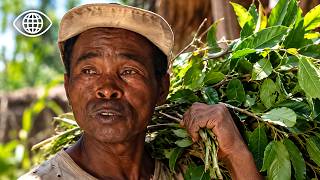 Madagascar: The Secrets of Medicinal Plants ⎮People Documentary⎮AMP
