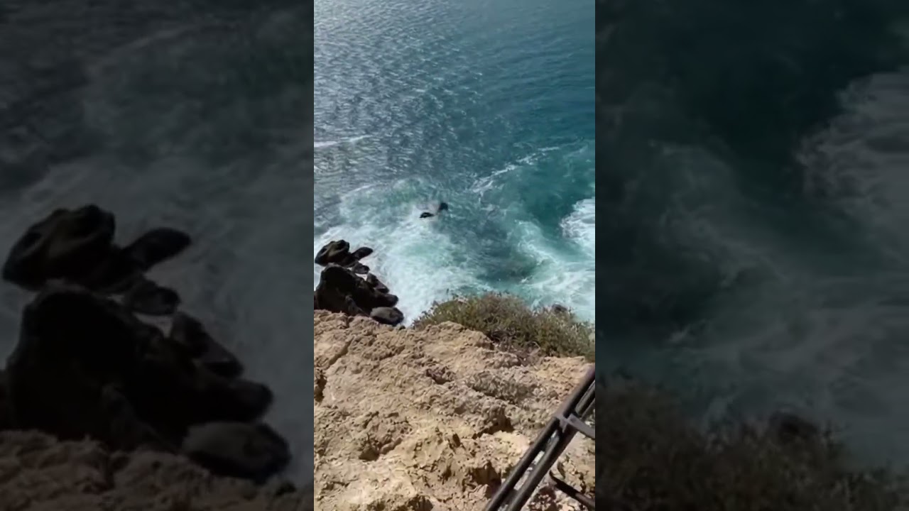 Pelican Almost Hit My Face!