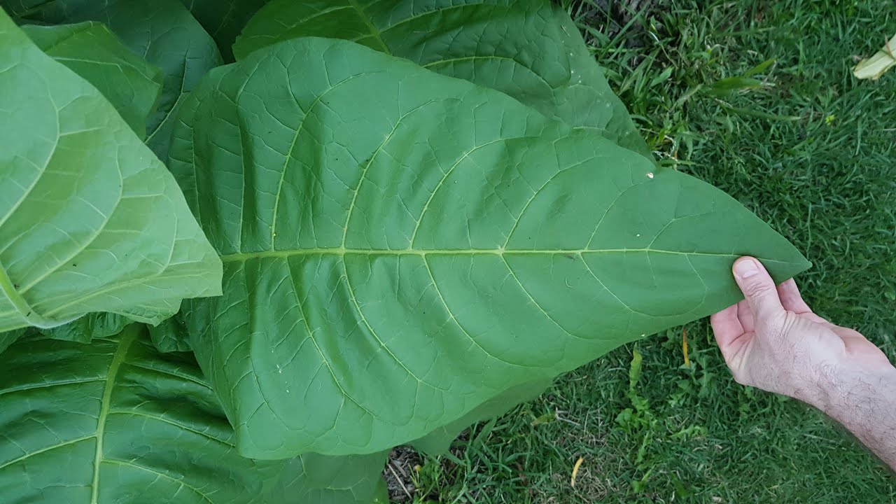 Home Grown Tobacco from Seed to Six Feet Tall