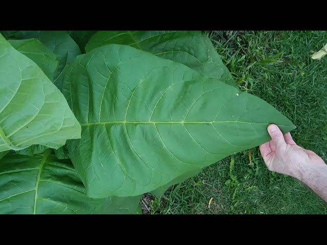 how big do tobacco plants get Tobacco, Massachusetts Wrapper (Organic) Tobacco, Virginia (Nicotiana tobacum)