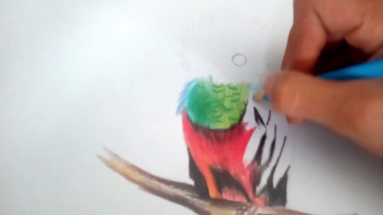 Dibujo De Ave El Quetzal Youtube