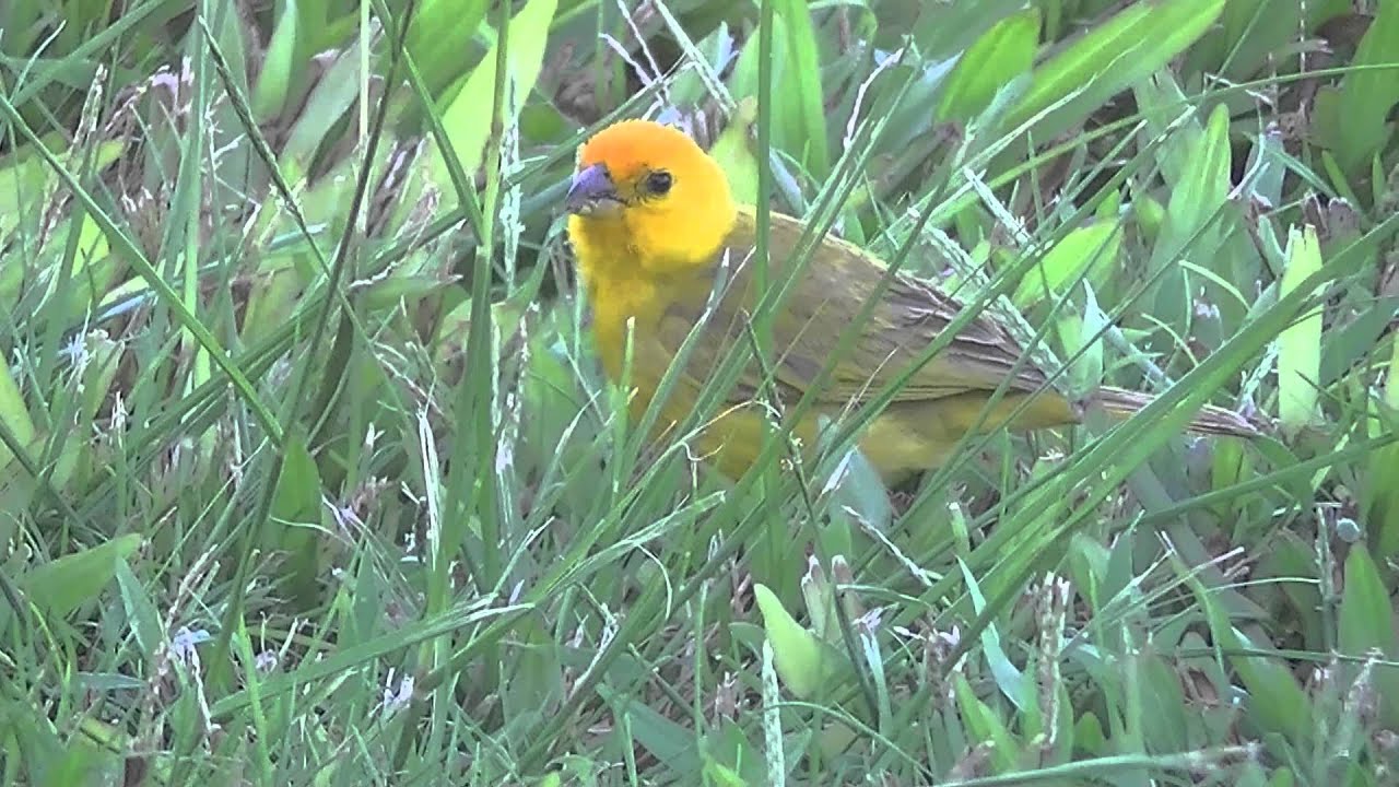 Saffron Finches YouTube