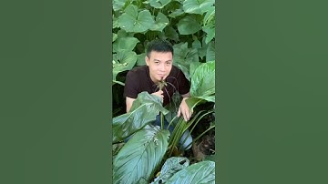 Cách dùng cây râu hùm cho ai bị viêm loét dạ dày, vi khuẩn hp