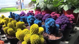 The Great Gardening Weekend at Montreal’s Botanical Garden