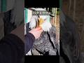 この鳥が何の種類か知っている人はいますか？ #動物プロダクションのサムネイル