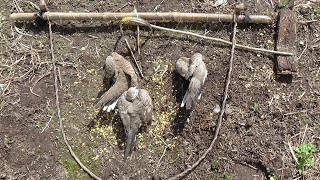 Perangkap burung perkutut satu rombongan kena semua