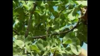 Antep Fıstığı Hastalıkları Ve Zararlıları