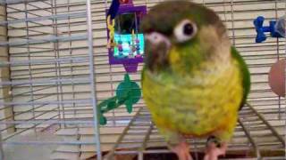 ❀Green Cheek Conure making cute noises in her cage❀