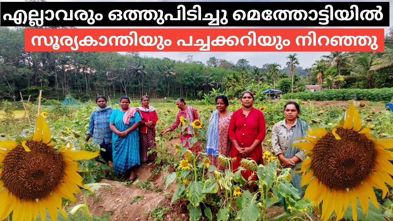തരിശുഭൂമിയിൽ പൊന്ന് വിളയിച്ച് ഒരു പറ്റം ആളുകൾ | Various Type of Farming at Methotty Village l I