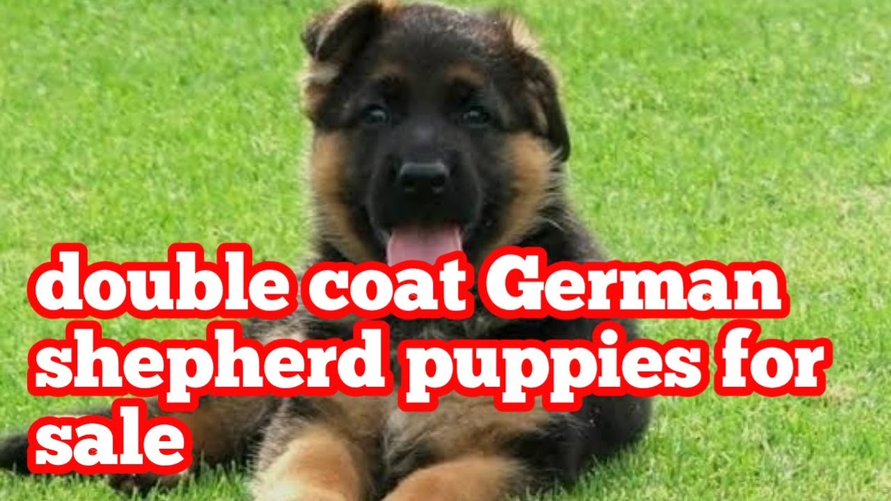 Double Coat German Shepherd Puppies For Sale Youtube
