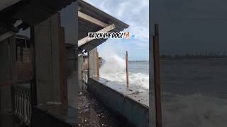 Watch the Dog! 🐕💨 Terrifying Ocean Wave #shorts #giantwave #ocean