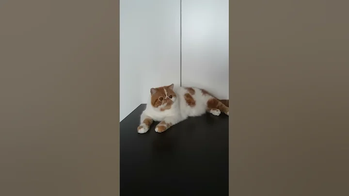 Video 11471281: tabby white exotic shorthair, exotic shorthair red white, exotic shorthair boy, cat exotic, cfa