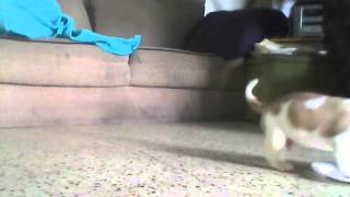 craigslist post american bulldog
