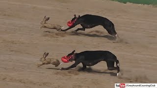 Celebrity dog chases real rabbit coursing greyhound race Wealth