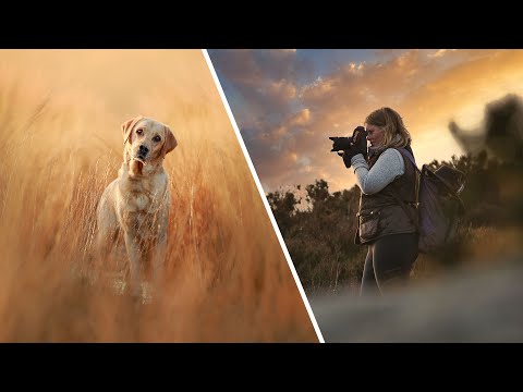 DOG PHOTOGRAPHY in