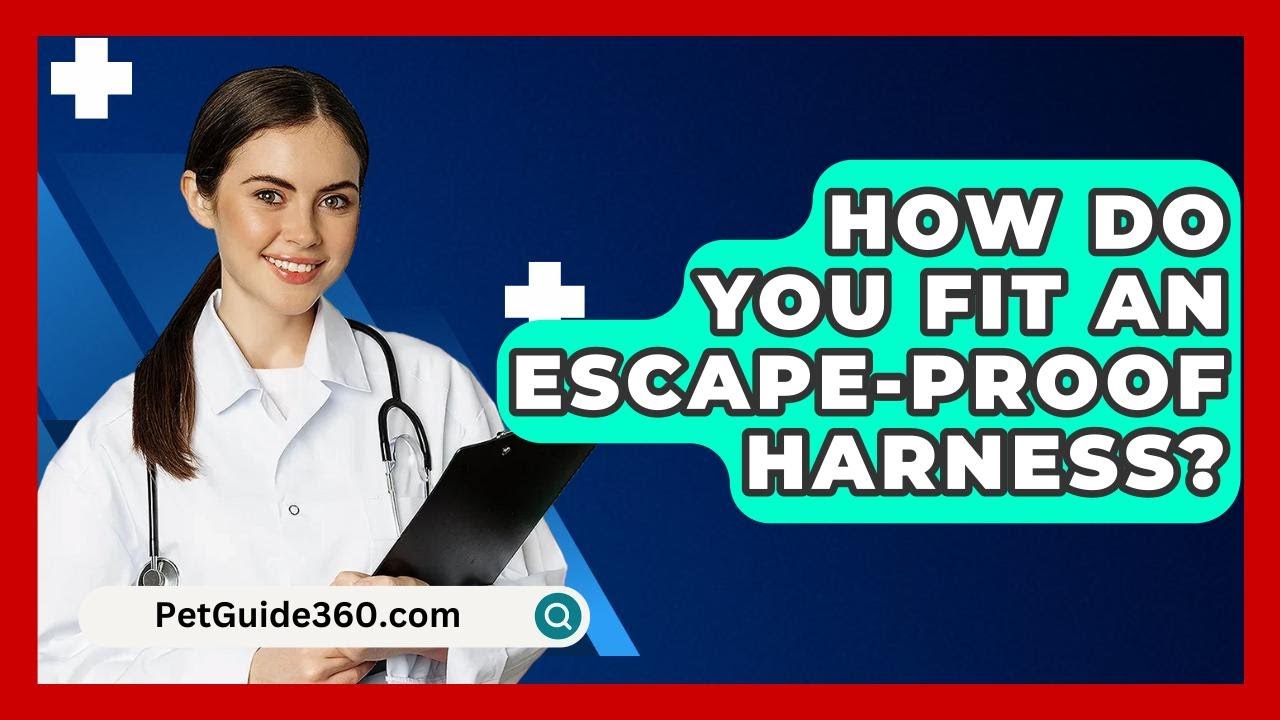 How Do You Fit An Escape-proof Harness? - PetGuide360.com