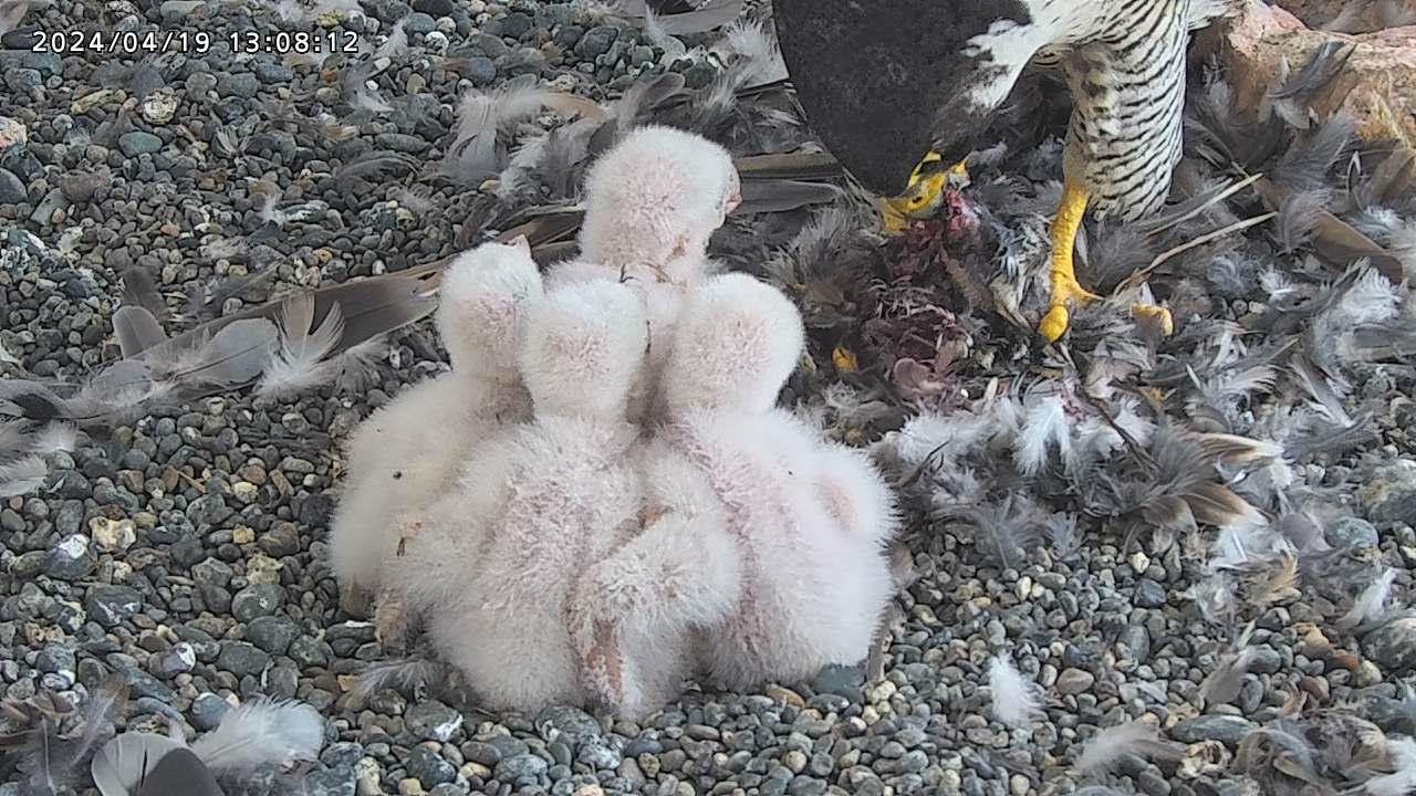 Osaka Peregrine Falcons/2024-04-19/5th feeding