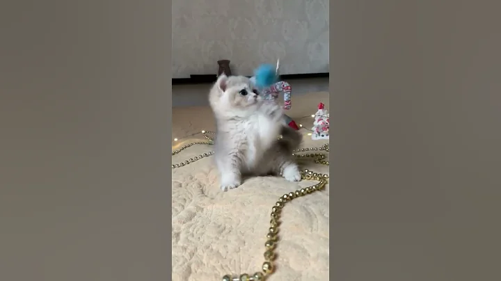 Watch the video about Anak kucing British Shorthair Golden Blue #kucingjakarta #kucingimport #kucing #kucingsultan