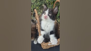 Cute Cats, Funny Cats, Cuteness #cuteness #cat #youtubeshorts #shots #funny