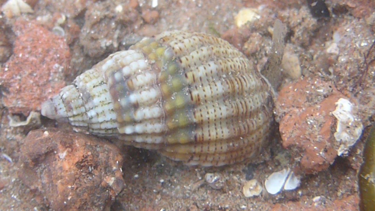 Netted Dog Whelk - Paignton Devon