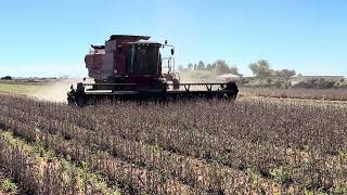 Harvesting soybeans with CASE 2388