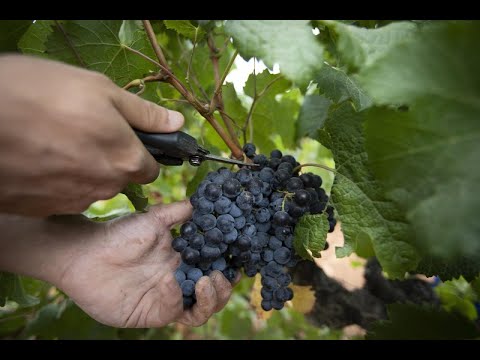 Videó: A szőlő nagylelkűsége, avagy Korinka - mi ez?