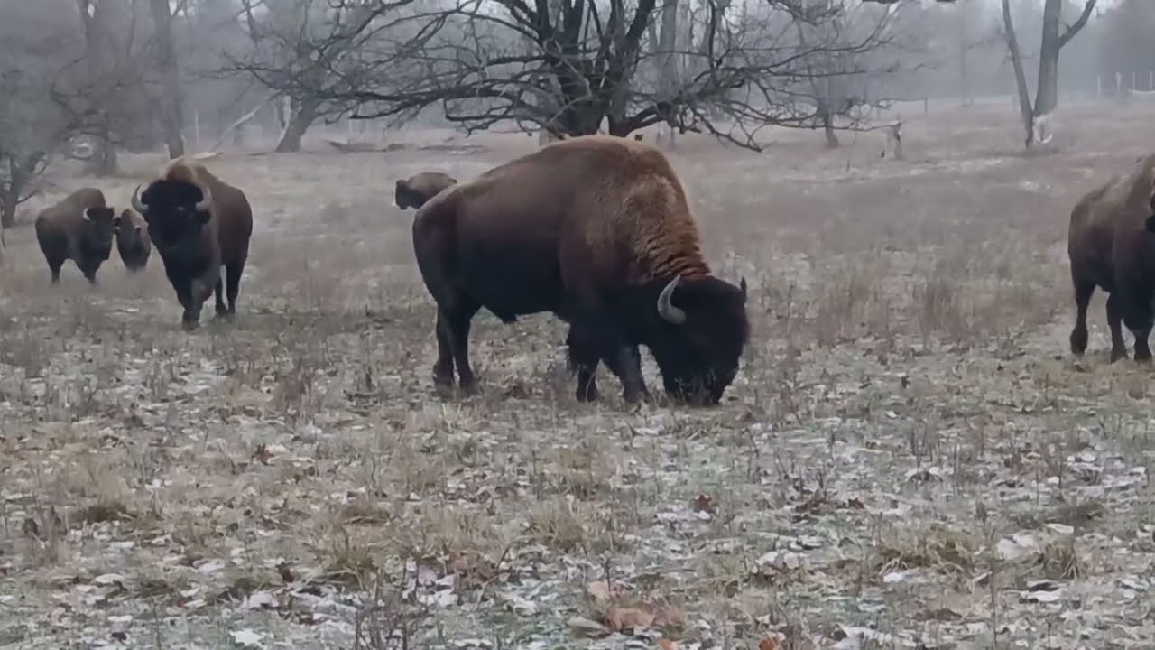 Wind, Snow, and Wildlife.                   