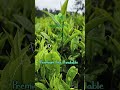 #homemade #nilgiris #nature #organicfarming #songs #spices
