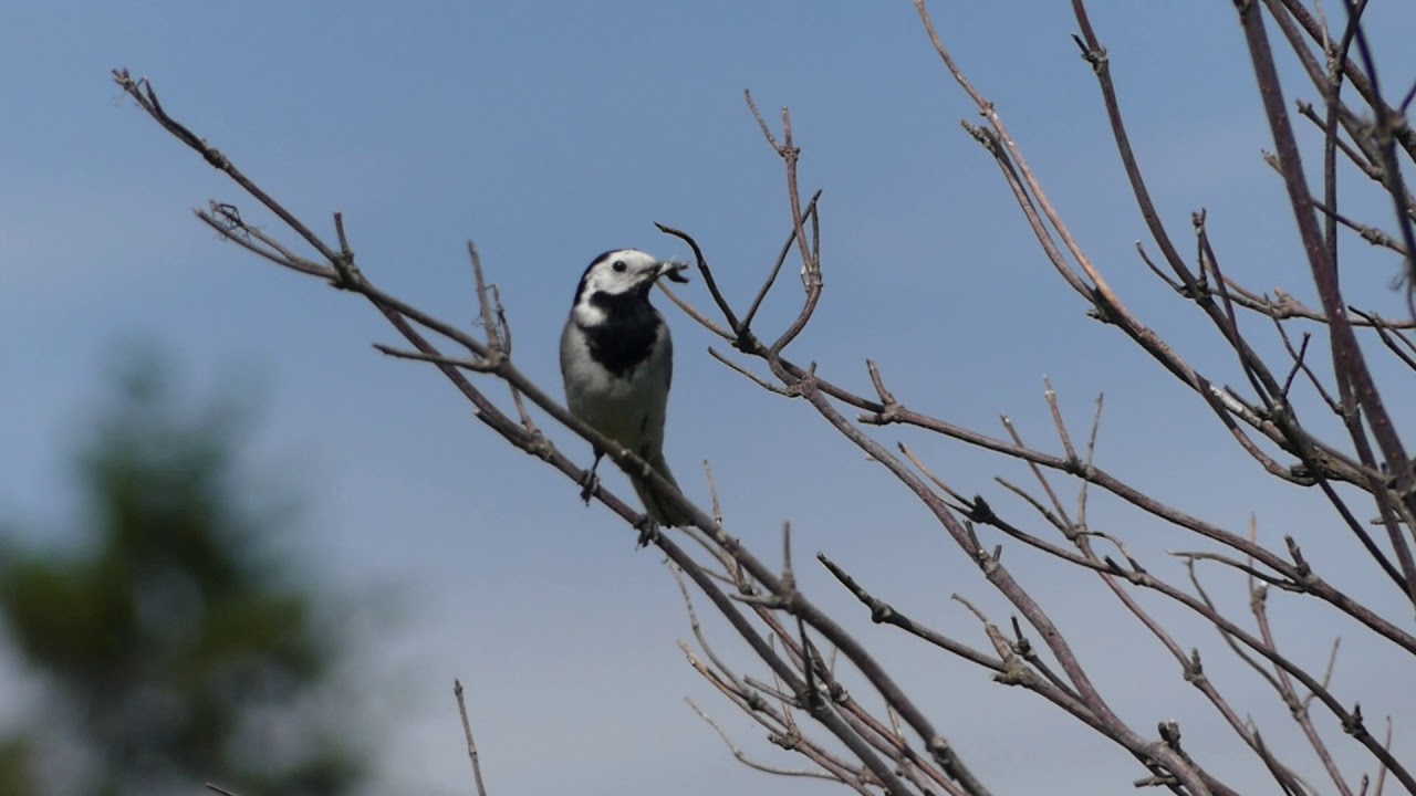Linerle med mat i nebbet.
