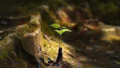 polaris - ku maafkanmu karena cinta.flv