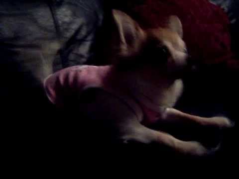 On the Couch with Josie the teacup Chihuahua running crazy