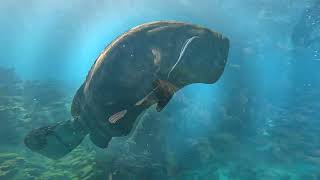 5 Year Wedding Anniversary Looe Key Dive
