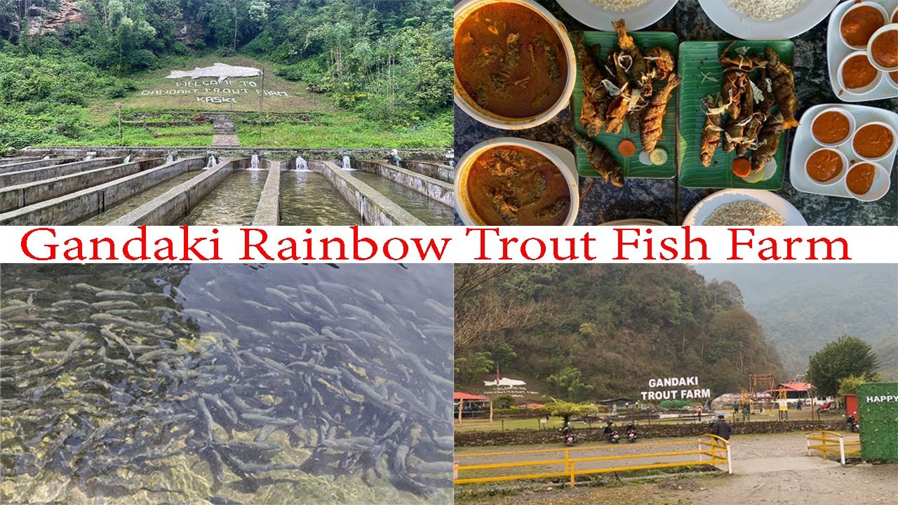 Pokhara Prithivi Chowk To Bhurjung Gaun(Gandaki Rainbow Trout Fish Farm) | Gandaki Trout Fish Farm