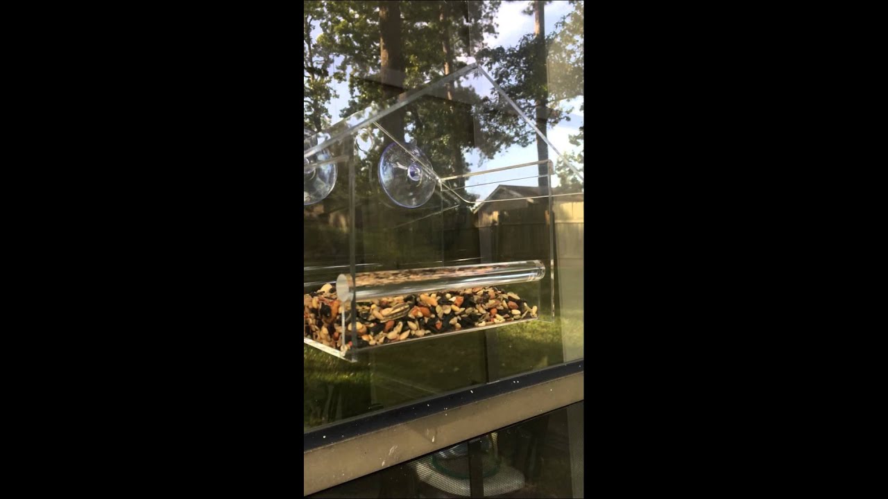 Yellow Beak Window Bird Feeder Review part two