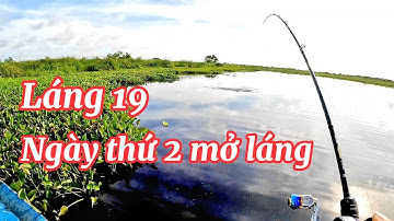 Câu cá lóc láng U Minh Thượng ngày thứ 2 / @huukhuynhkiengiang ( tập 100)