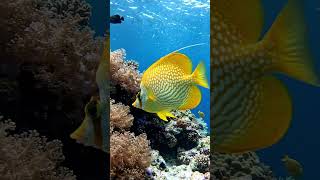 Relaxing Fish ASMR in 4K | Realistic Underwater Coral Reef Sounds | Sleep &amp; Stress Relief