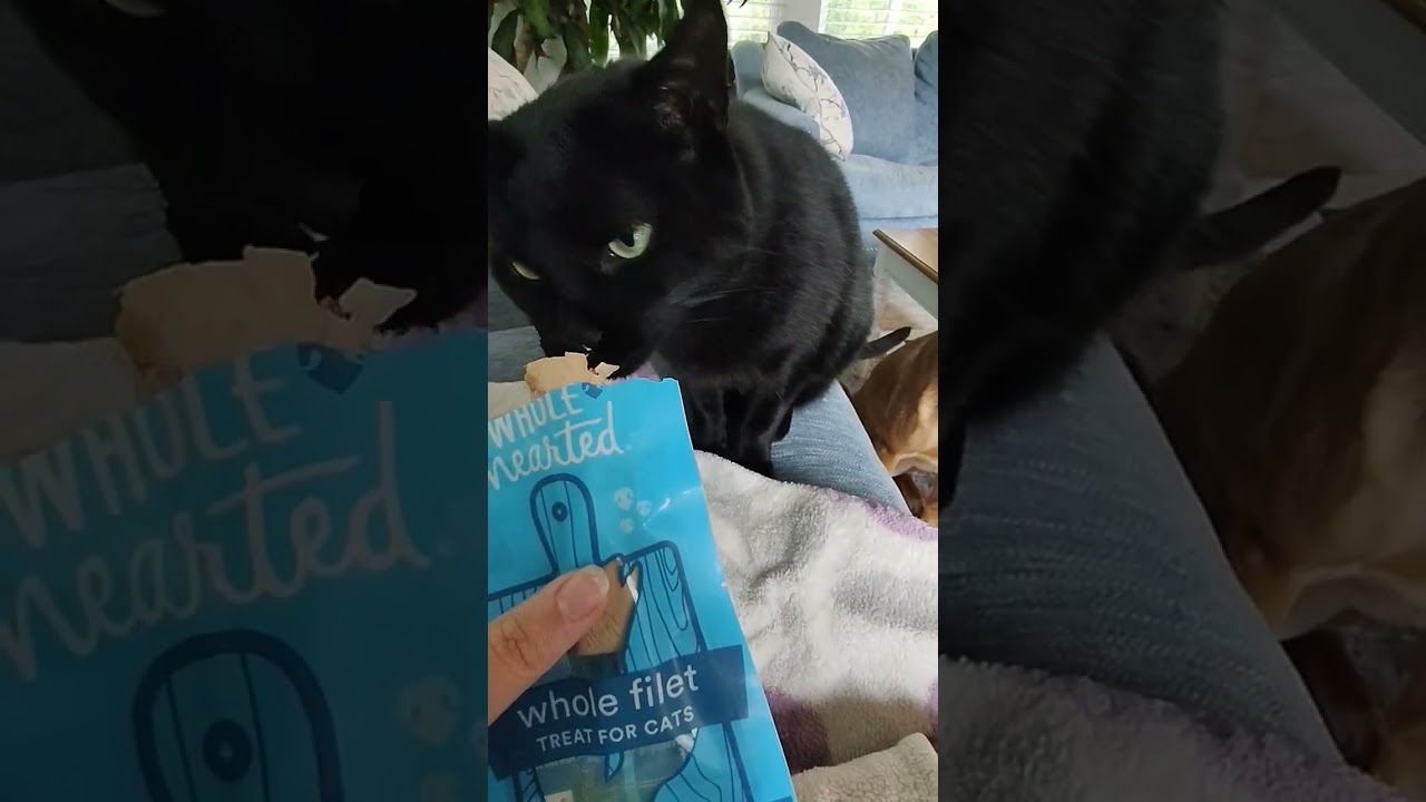 Nelly tries wholehearted salmon filet cat treat 