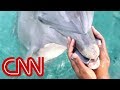 Cheerleader drops phone; dolphin brings it back