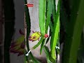 Dragon Fruit Bud to Bloom || Mini Time-Lapse #shorts #dragonfruit