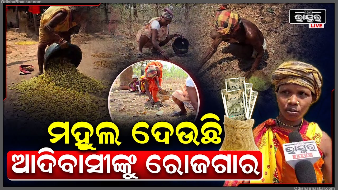 ମହୁଲ ଦେଉଛି ଆଦିବାସୀଙ୍କୁ ରୋଜଗାର...ଅନ୍ୟ ବର୍ଷ ଅପେକ୍ଷା ଚଳିତବର୍ଷ ମହୁଲ ଫୁଲ ଦେବ ଲକ୍ଷ ଲକ୍ଷ ଟଙ୍କା |