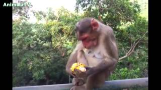 The Life of Indian Monkey Family in Front of Tourists  Monkeys Playing With Dogs