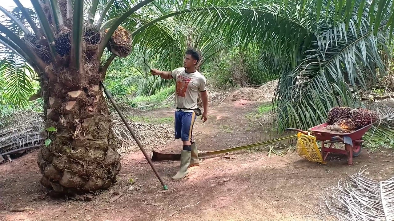 Panen Kelapa Sawit Part29 YouTube