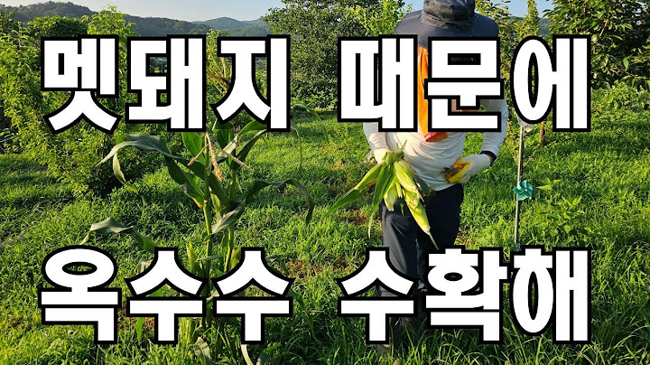 [농사기록(2025.07.05.) 옥수수 따기] 멧돼지가 옥수수밭을 엉망으로 만들어놨어요 "그래도 양심은 있다" " 우리 먹을거는 남겨놨다고?"