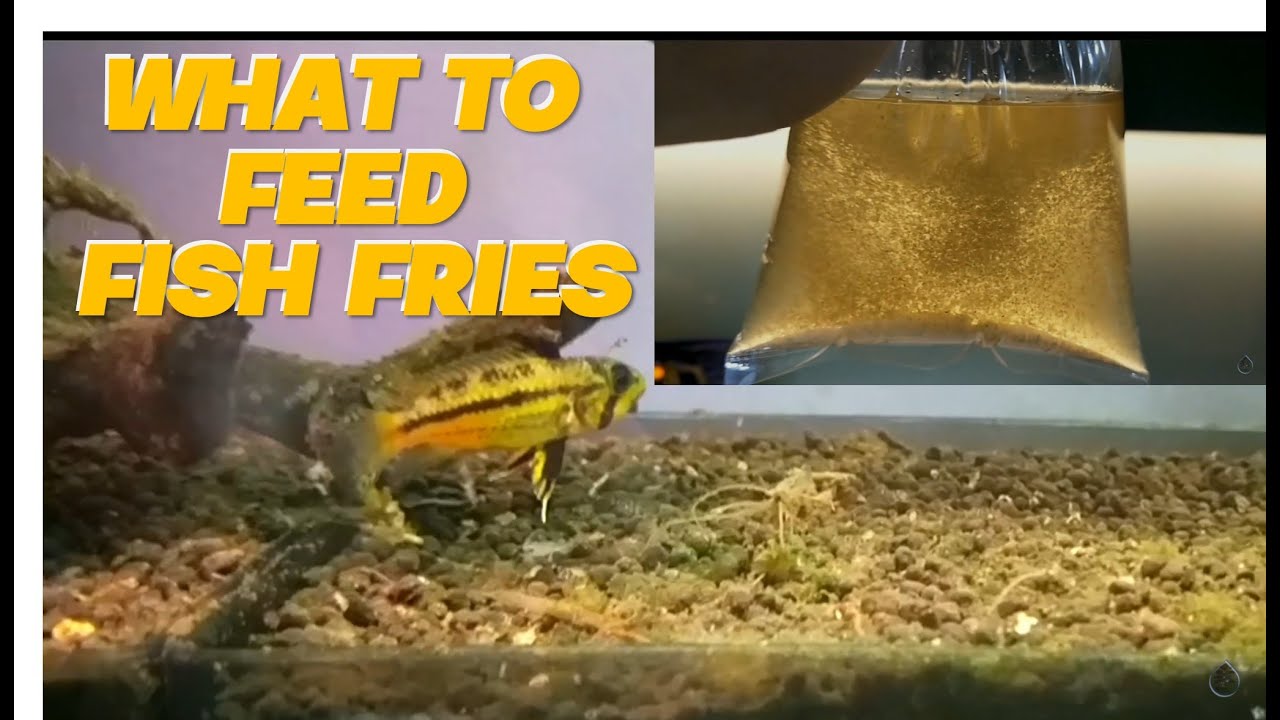 How to Raise Apistogramma Cacatuoides Frys - Breeding Apistogramma Cacatuoides