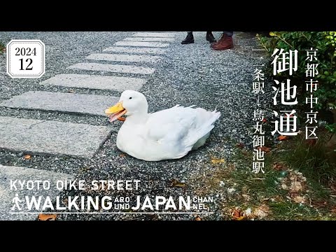 4K/京都散歩】京都市中京区御池通（二条‐烏丸御池）を街歩き