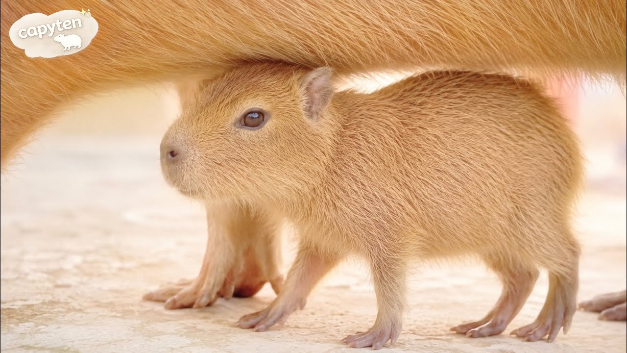 This Tiny Capybara Baby Just Walks Under Mom 🥹🍼 - YouTube