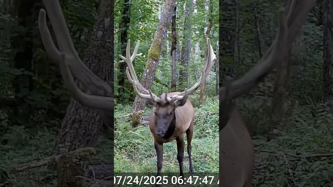 Monster bull elk 
